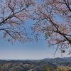 山頂の桜