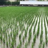 梅雨真っ只中の田んぼ