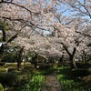 '14石川・福井の北陸桜ドライブ！（兼六園～丸山城～弁天桜まつり）