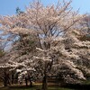 筑波大キャンパスの桜