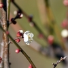 習志野　梅林園　その二十九