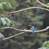 アオショウビン(White-throated Kingfisher)など