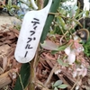 庭仕事とリメーク