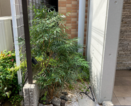 集合住宅の坪庭 / 隙間の緑
