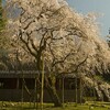 井伊神社のシダレザクラ