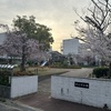 公園の桜が満開