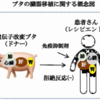 『２０種類のアミノ酸』『遺伝子改変されたブタの臓器』