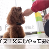 2021.2.13 【愛犬の変わり身】 トレーニング動画を見るとトロの別犬疑惑が再燃します‼️ 　Uno１ワンチャンネル宇野樹より