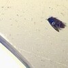 お客様・・・