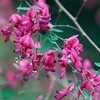 つぶやき～萩の花＠滋賀県長浜市神照寺