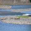 豪雨、白川洪水被害の調査