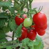 ミニトマト初心者におすすめ肥料はどれ？子供と育てるプランター野菜