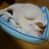 猫用ベッドで眠る「はな」