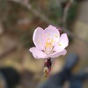 桜はまだですが・・・