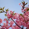 今週の道端の花：河津桜（カワヅザクラ）