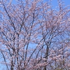 真駒内公園 ・ カタクリ