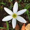 タマスダレの花