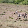 ヤマシマウマ(Mountain Zebra)
