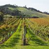 ニュージーランド７日め ＜ワイヘキ島ワイナリー巡り＞