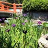 今週のお題・京都の花しょうぶランキング