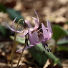 季節の花…春だね