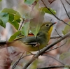 日本　今年初のソウシチョウ