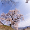 麻績の里　石塚桜