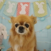 チワワのコロ君