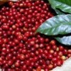 スペシャルティコーヒーの取り扱いについて