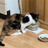 猫の生き方、人の生き方