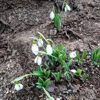 スローテンポな庭に、スノードロップが開花