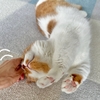 るるちゃん猫風邪から完全復活！