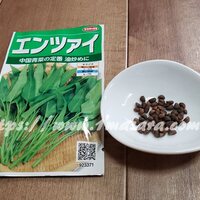 ベランダ菜園の空心菜でタイの空芯菜炒め イマサラ