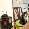 仲の悪い猫の多頭飼育。なんとかなるもんです