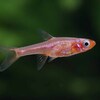 【新入荷】【熱帯魚】ボララス・メラー（ワイルド）　10匹