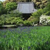 カキツバタ咲く奈良の長岳寺