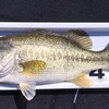 琵琶湖 南湖 2024/ 5/30 釣果1本 51.0cm、サウザー出船214回、リチウム充電248回