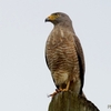 ベリーズ　ベリーズ市郊外の野鳥たち