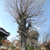 樹齢850年の大公孫樹