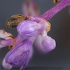 花を撮影ししてたら、虫がいた。