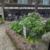 5/31(金)紫陽花(あじさい)が、さいてるね！この花は、梅雨の訪れに反応して、咲くんだね！湿気かな？それとも陽射しに共鳴して、花開くのかな？
