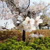 家族でお花見した際の、山善クイックシェードの使用感。