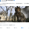 日本人が子猫を食べた悲惨な事件が何故かベトナム人と思しき人間名の嘘ニュース化している