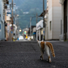 地元住宅街のねこさん