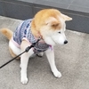 クリンが脱走‼️