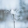 アイルランド（Ireland  🇮🇪）：　First snowfalls of the season to hit the UK