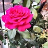 アントワネットの二番花が咲いた