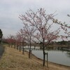 河津桜と珍客