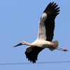 コウノトリと淡麗鶏らーめん