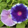 アサガオ、百花繚乱
